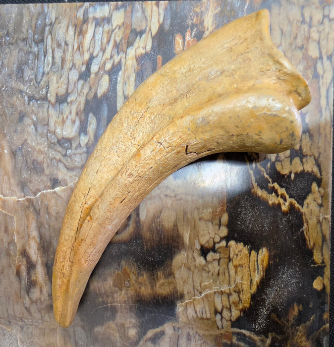 Nanotyrannus Hand Claw | Niobrara Co. Wyoming | Lance Creek Formation
