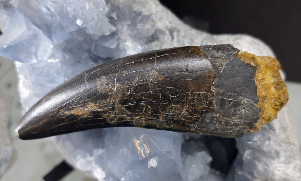 4.8" T.rex Tooth | Perkins Co. South Dakota | Hell Creek Formation