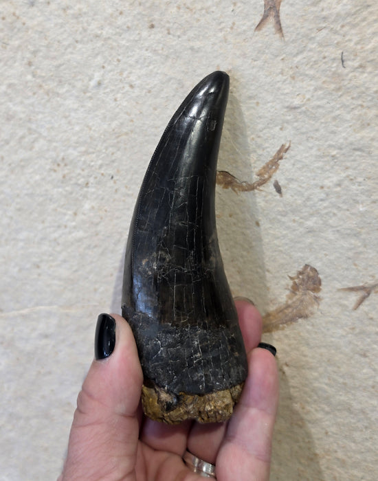 4.8" T.rex Tooth | Perkins Co. South Dakota | Hell Creek Formation