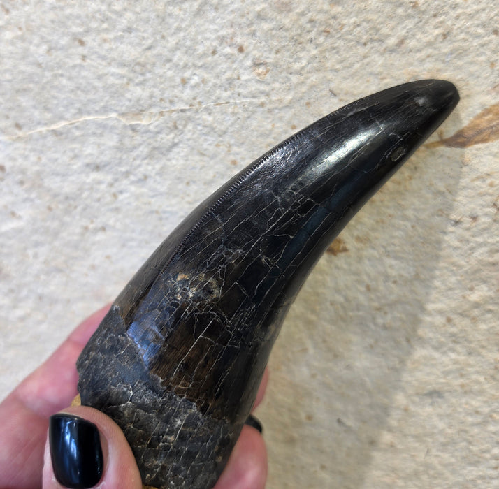 4.8" T.rex Tooth | Perkins Co. South Dakota | Hell Creek Formation