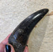 In Stone Fossils 