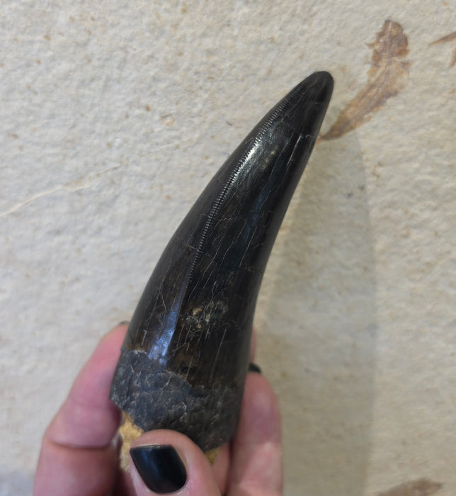 4.8" T.rex Tooth | Perkins Co. South Dakota | Hell Creek Formation
