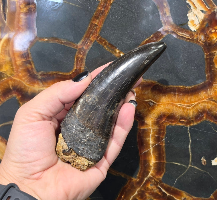 4.8" T.rex Tooth | Perkins Co. South Dakota | Hell Creek Formation