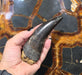 In Stone Fossils 