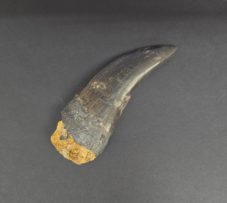 4.8" T.rex Tooth | Perkins Co. South Dakota | Hell Creek Formation