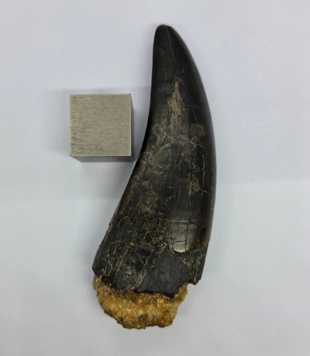 4.8" T.rex Tooth | Perkins Co. South Dakota | Hell Creek Formation