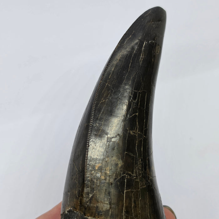 4.8" T.rex Tooth | Perkins Co. South Dakota | Hell Creek Formation