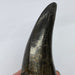 In Stone Fossils 
