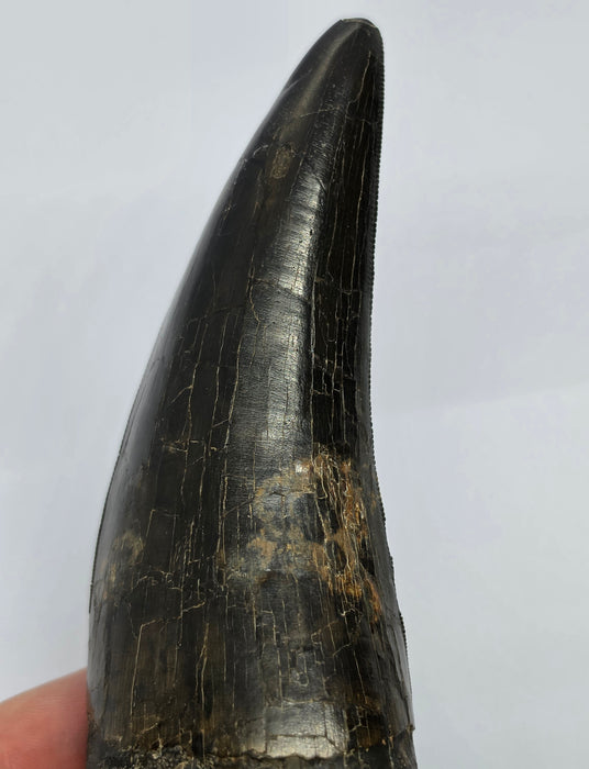 4.8" T.rex Tooth | Perkins Co. South Dakota | Hell Creek Formation