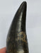 In Stone Fossils 