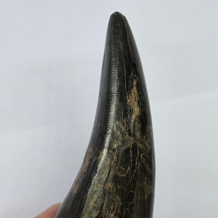 4.8" T.rex Tooth | Perkins Co. South Dakota | Hell Creek Formation
