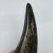 In Stone Fossils 
