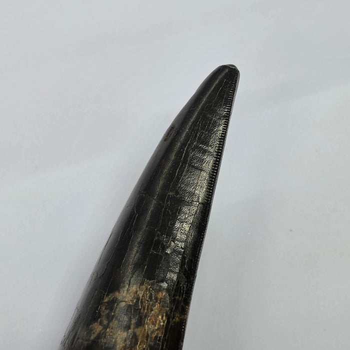 4.8" T.rex Tooth | Perkins Co. South Dakota | Hell Creek Formation
