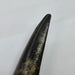 In Stone Fossils 