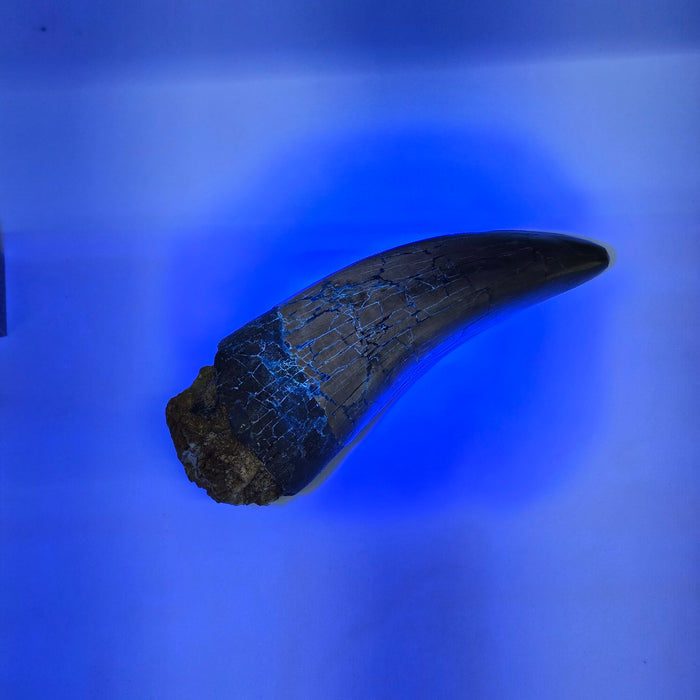 4.8" T.rex Tooth | Perkins Co. South Dakota | Hell Creek Formation