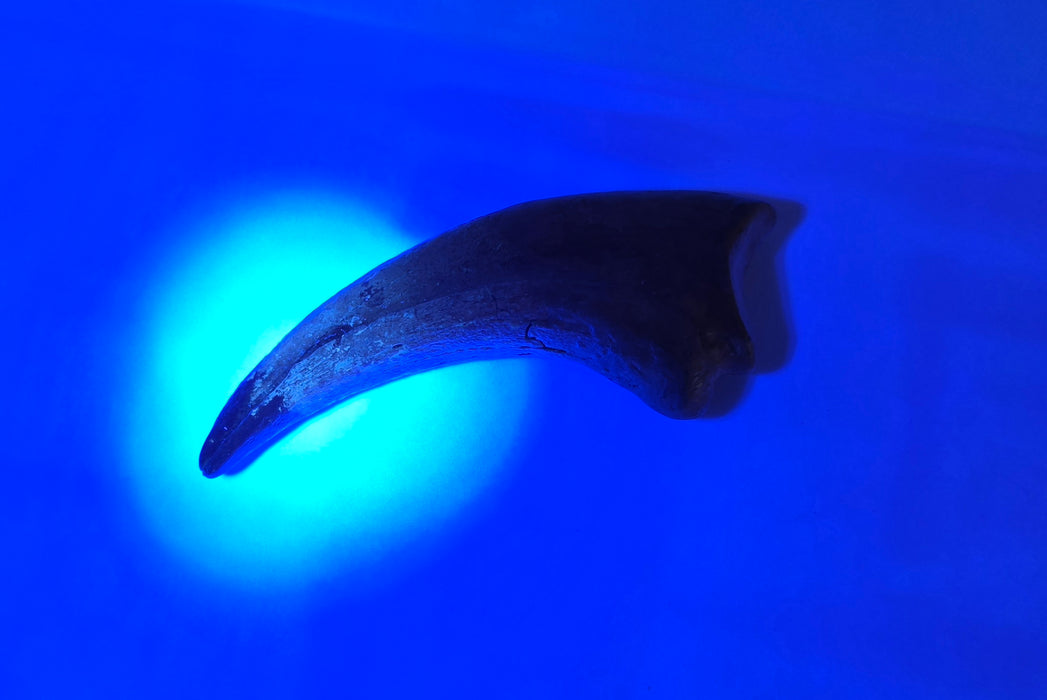 Nanotyrannus Hand Claw | Niobrara Co. Wyoming | Lance Creek Formation