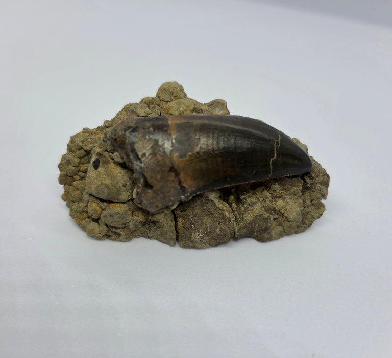 T.rex Tooth on Matrix | Perkins Co. South Dakota | Hell Creek Formation