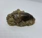 In Stone Fossils 