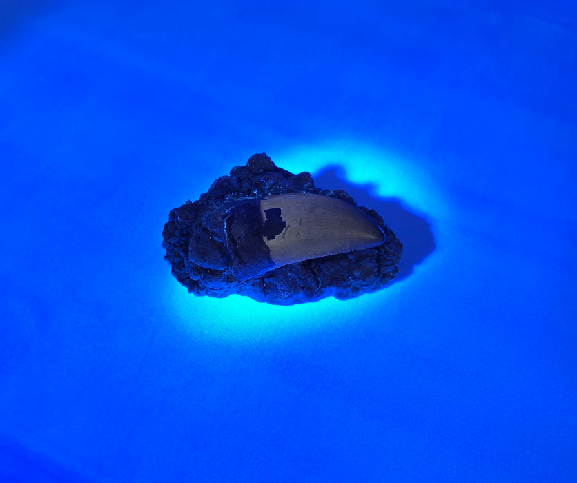 T.rex Tooth on Matrix | Perkins Co. South Dakota | Hell Creek Formation