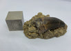 In Stone Fossils 
