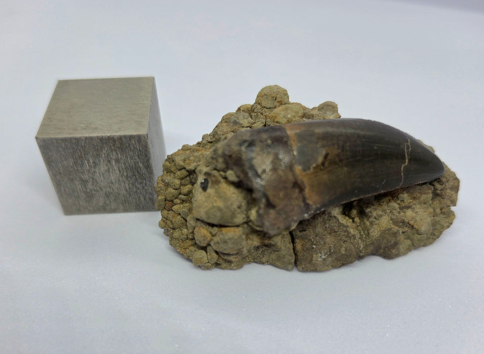 T.rex Tooth on Matrix | Perkins Co. South Dakota | Hell Creek Formation