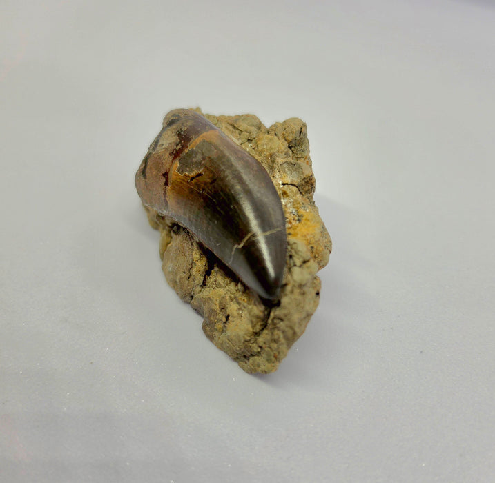 T.rex Tooth on Matrix | Perkins Co. South Dakota | Hell Creek Formation