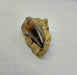 In Stone Fossils 