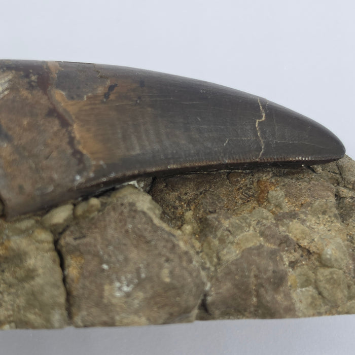 T.rex Tooth on Matrix | Perkins Co. South Dakota | Hell Creek Formation