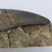 In Stone Fossils 