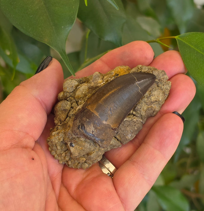 T.rex Tooth on Matrix | Perkins Co. South Dakota | Hell Creek Formation