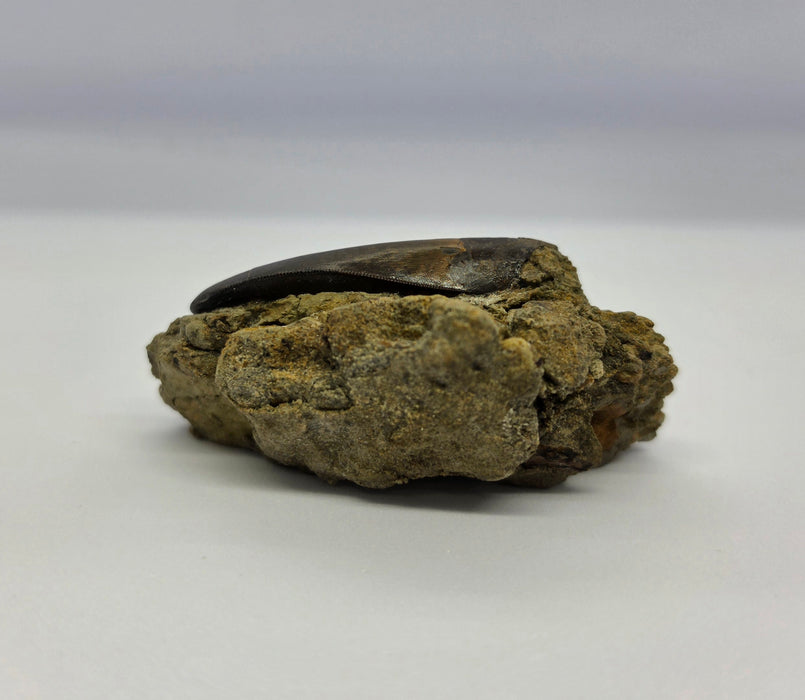 T.rex Tooth on Matrix | Perkins Co. South Dakota | Hell Creek Formation