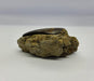 In Stone Fossils 