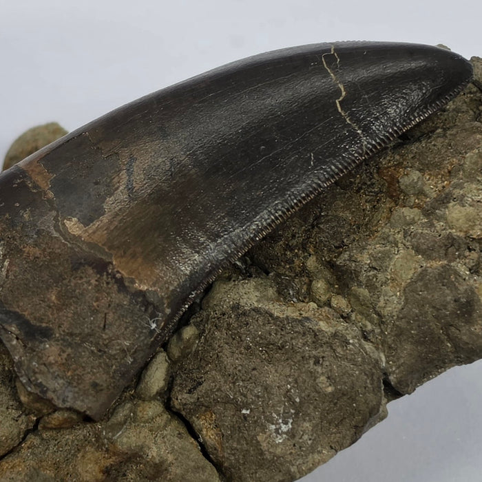 T.rex Tooth on Matrix | Perkins Co. South Dakota | Hell Creek Formation
