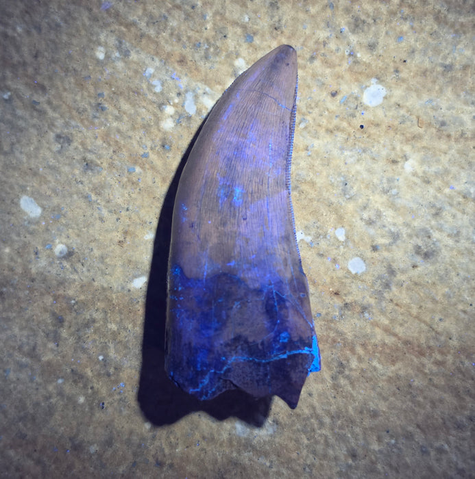 Daspletosaurus Tooth | Judith River Formation | Montana
