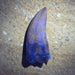 In Stone Fossils 