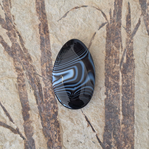 In Stone Fossils 