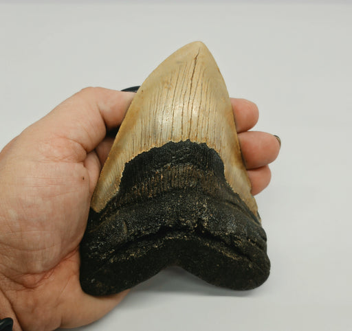 In Stone Fossils 