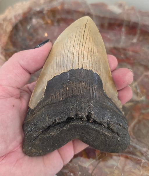 In Stone Fossils 