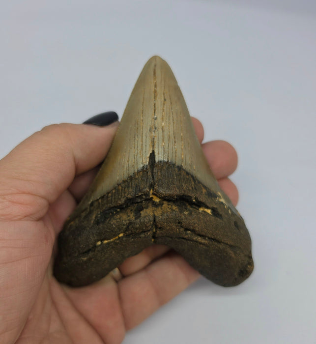 4" Megalodon Tooth | Hawthorn Formation