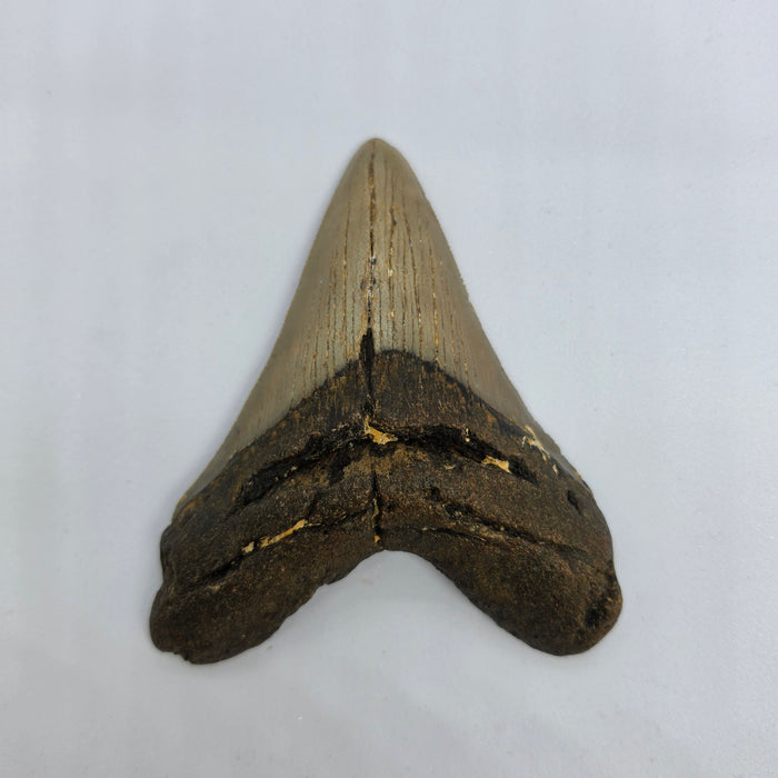 4" Megalodon Tooth | Hawthorn Formation