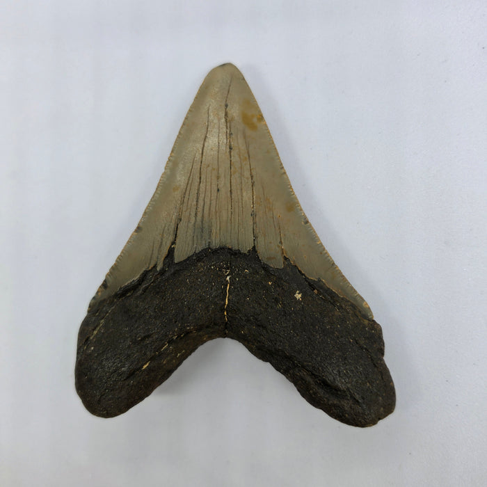 4" Megalodon Tooth | Hawthorn Formation