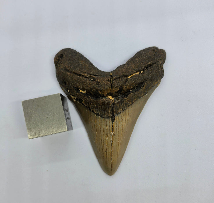 4" Megalodon Tooth | Hawthorn Formation