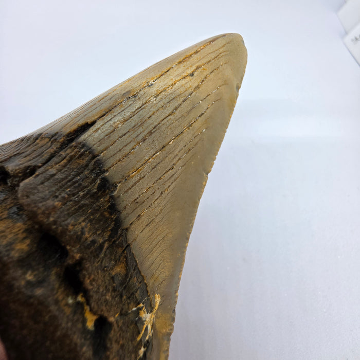 4" Megalodon Tooth | Hawthorn Formation