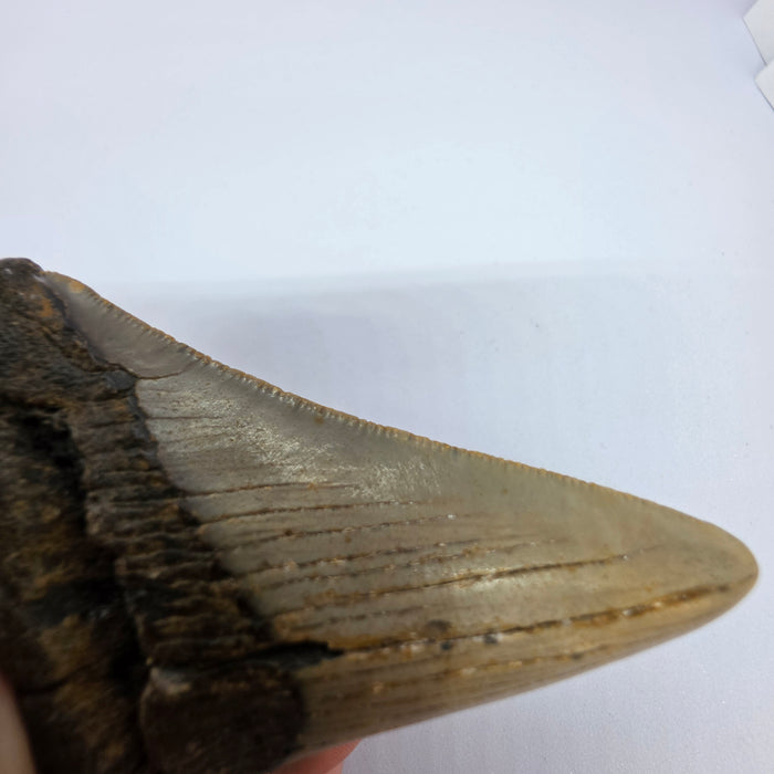 4" Megalodon Tooth | Hawthorn Formation
