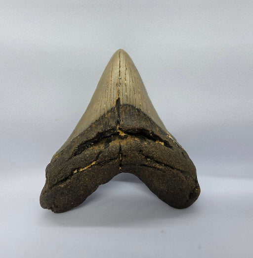 In Stone Fossils 