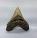 In Stone Fossils 