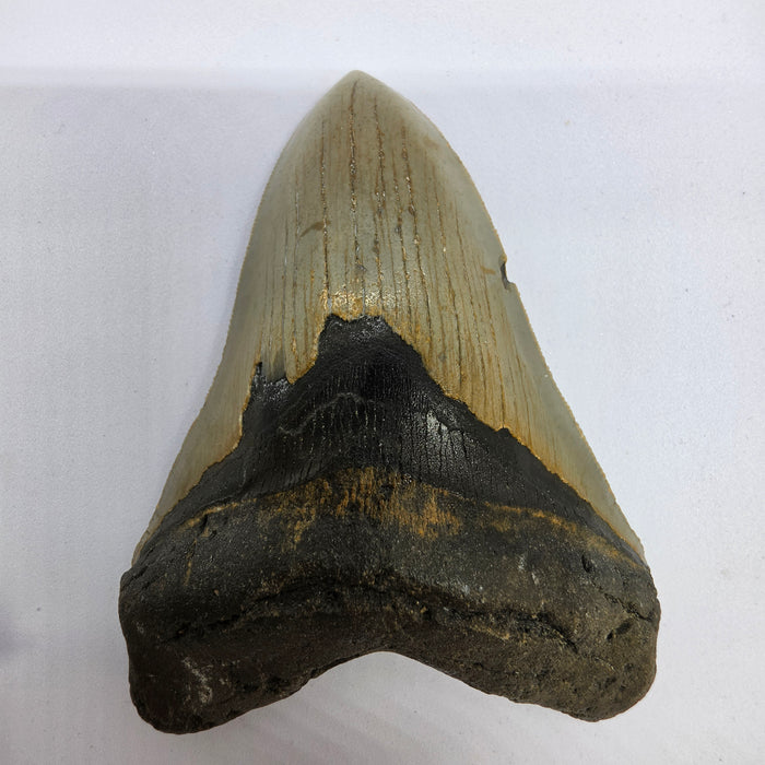 5" Megalodon Tooth | Hawthorn Formation