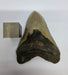 In Stone Fossils 