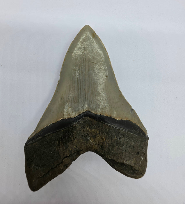 5" Megalodon Tooth | Hawthorn Formation