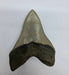 In Stone Fossils 